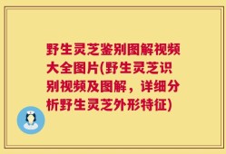 野生灵芝鉴别图解视频大全图片(野生灵芝识别视频及图解，详细分析野生灵芝外形特征)
