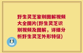 野生灵芝鉴别图解视频大全图片(野生灵芝识别视频及图解，详细分析野生灵芝外形特征)