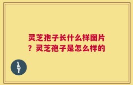 灵芝孢子长什么样图片？灵芝孢子是怎么样的