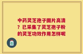 中药灵芝孢子图片高清？已采集了灵芝孢子粉的灵芝功效作用怎样呢