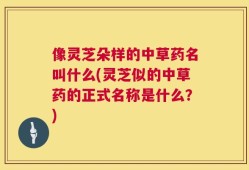 像灵芝朵样的中草药名叫什么(灵芝似的中草药的正式名称是什么？)