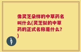 像灵芝朵样的中草药名叫什么(灵芝似的中草药的正式名称是什么？)