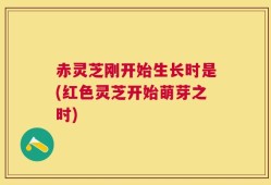 赤灵芝刚开始生长时是(红色灵芝开始萌芽之时)