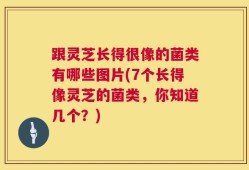 跟灵芝长得很像的菌类有哪些图片(7个长得像灵芝的菌类，你知道几个？)