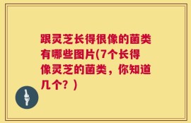 跟灵芝长得很像的菌类有哪些图片(7个长得像灵芝的菌类，你知道几个？)