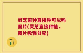 灵芝菌种直接种可以吗图片(灵芝直接种植，图片教程分享)