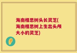 海南相思树头长灵芝(海南相思树上生出头颅大小的灵芝)