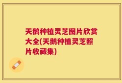 天鹅种植灵芝图片欣赏大全(天鹅种植灵芝照片收藏集)