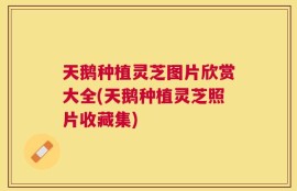 天鹅种植灵芝图片欣赏大全(天鹅种植灵芝照片收藏集)