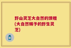 野山灵芝大自然的馈赠(大自然赐予的野生灵芝)
