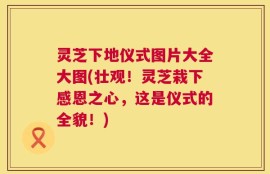 灵芝下地仪式图片大全大图(壮观！灵芝栽下感恩之心，这是仪式的全貌！)