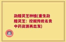 勐腊灵芝种植(重生勐腊灵芝：挖掘传统名贵中药资源再出发)