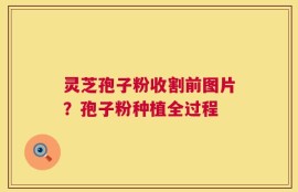 灵芝孢子粉收割前图片？孢子粉种植全过程