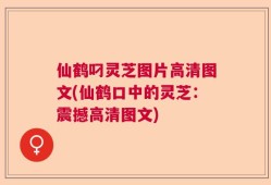 仙鹤叼灵芝图片高清图文(仙鹤口中的灵芝：震撼高清图文)