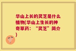 华山上长的灵芝是什么植物(华山上生长的神奇草药：“灵芝”简介)