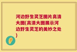 河边野生灵芝图片高清大图(高清大图展示河边野生灵芝的美妙之处)