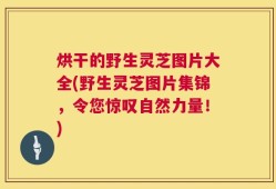 烘干的野生灵芝图片大全(野生灵芝图片集锦，令您惊叹自然力量！)