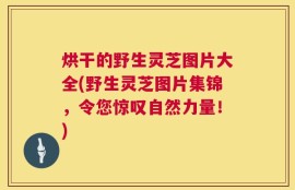烘干的野生灵芝图片大全(野生灵芝图片集锦，令您惊叹自然力量！)