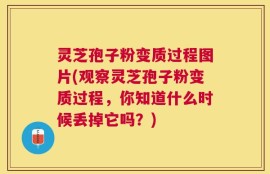 灵芝孢子粉变质过程图片(观察灵芝孢子粉变质过程，你知道什么时候丢掉它吗？)