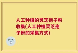 人工种植的灵芝孢子粉收集(人工种植灵芝孢子粉的采集方式)