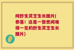 纯野生灵芝生长图片(恭喜！这是一张世间难得一见的野生灵芝生长图片)