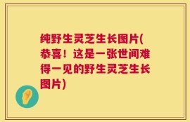 纯野生灵芝生长图片(恭喜！这是一张世间难得一见的野生灵芝生长图片)