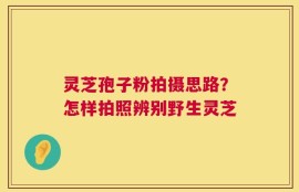 灵芝孢子粉拍摄思路？怎样拍照辨别野生灵芝