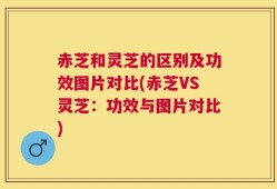 赤芝和灵芝的区别及功效图片对比(赤芝VS灵芝：功效与图片对比)