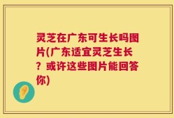 灵芝在广东可生长吗图片(广东适宜灵芝生长？或许这些图片能回答你)