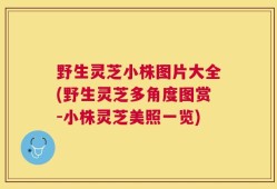 野生灵芝小株图片大全(野生灵芝多角度图赏-小株灵芝美照一览)