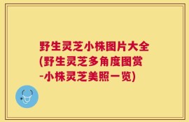 野生灵芝小株图片大全(野生灵芝多角度图赏-小株灵芝美照一览)
