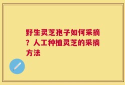 野生灵芝孢子如何采摘？人工种植灵芝的采摘方法