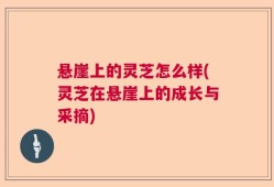 悬崖上的灵芝怎么样(灵芝在悬崖上的成长与采摘)
