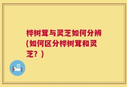 桦树茸与灵芝如何分辨(如何区分桦树茸和灵芝？)