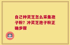 自己种灵芝怎么采集孢子粉？冲灵芝孢子粉正确步骤