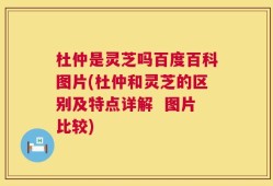 杜仲是灵芝吗百度百科图片(杜仲和灵芝的区别及特点详解  图片比较)