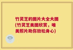 竹灵芝的图片大全大图(竹灵芝美图欣赏，唯美照片助你放松身心)