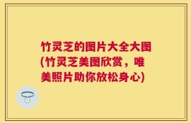 竹灵芝的图片大全大图(竹灵芝美图欣赏，唯美照片助你放松身心)
