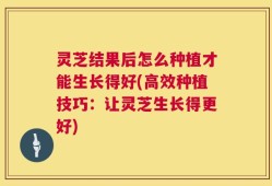 灵芝结果后怎么种植才能生长得好(高效种植技巧：让灵芝生长得更好)