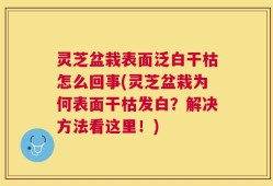 灵芝盆栽表面泛白干枯怎么回事(灵芝盆栽为何表面干枯发白？解决方法看这里！)
