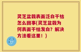 灵芝盆栽表面泛白干枯怎么回事(灵芝盆栽为何表面干枯发白？解决方法看这里！)