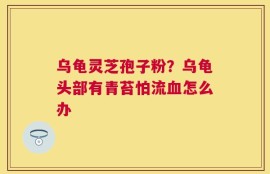 乌龟灵芝孢子粉？乌龟头部有青苔怕流血怎么办