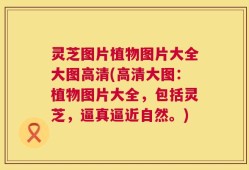 灵芝图片植物图片大全大图高清(高清大图：植物图片大全，包括灵芝，逼真逼近自然。)