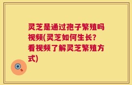灵芝是通过孢子繁殖吗视频(灵芝如何生长？看视频了解灵芝繁殖方式)