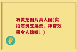 石灵芝图片真人图(实拍石灵芝展示，神奇效果令人惊叹！)