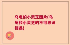 乌龟的小灵芝图片(乌龟和小灵芝的不可思议相遇)