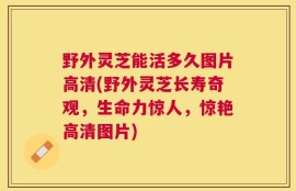 野外灵芝能活多久图片高清(野外灵芝长寿奇观，生命力惊人，惊艳高清图片)
