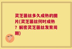 灵芝菌丝多久成熟的图片(灵芝菌丝何时成熟？解密灵芝菌丝发育周期)