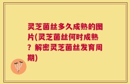 灵芝菌丝多久成熟的图片(灵芝菌丝何时成熟？解密灵芝菌丝发育周期)