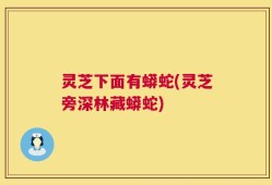 灵芝下面有蟒蛇(灵芝旁深林藏蟒蛇)